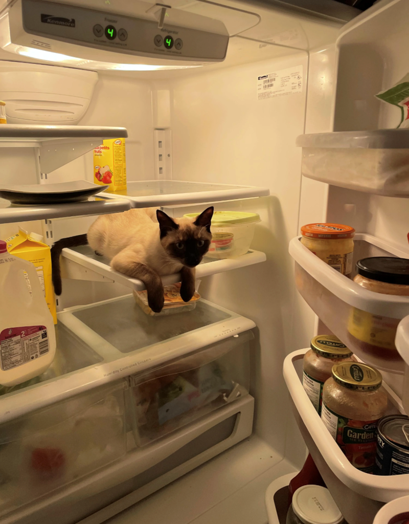Freezer Kenmore 4 4 petits fruits Humidity Controlled Crispers MOYENSE CATE Garden SEX VICE Tale