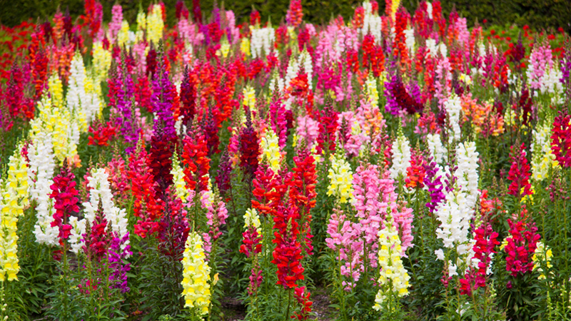 Many colorful Snapdragons planted together.