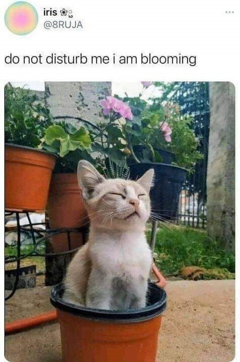 iris @8RUJA do not disturb me i am blooming