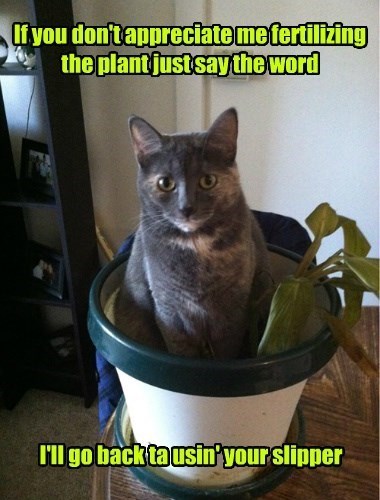 If you don't appreciate me fertilizing the plant just say the word I'll go back ta usin' your slipper