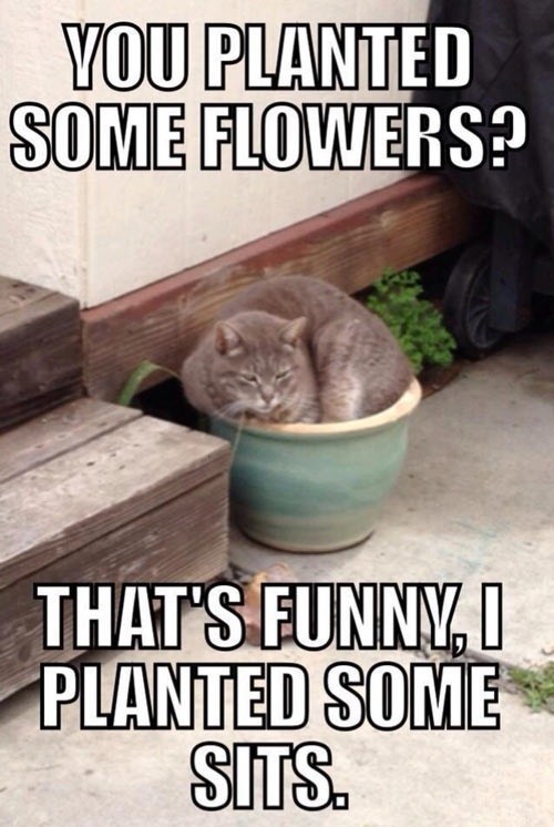 YOU PLANTED SOME FLOWERS? THAT'S FUNNY, I PLANTED SOME SITS.
