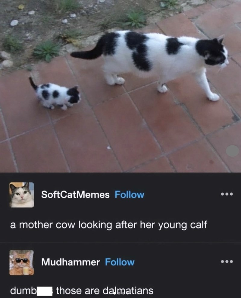 SoftCatMemes Follow a mother cow looking after her young calf Mudhammer Follow dumb those are dalmatians