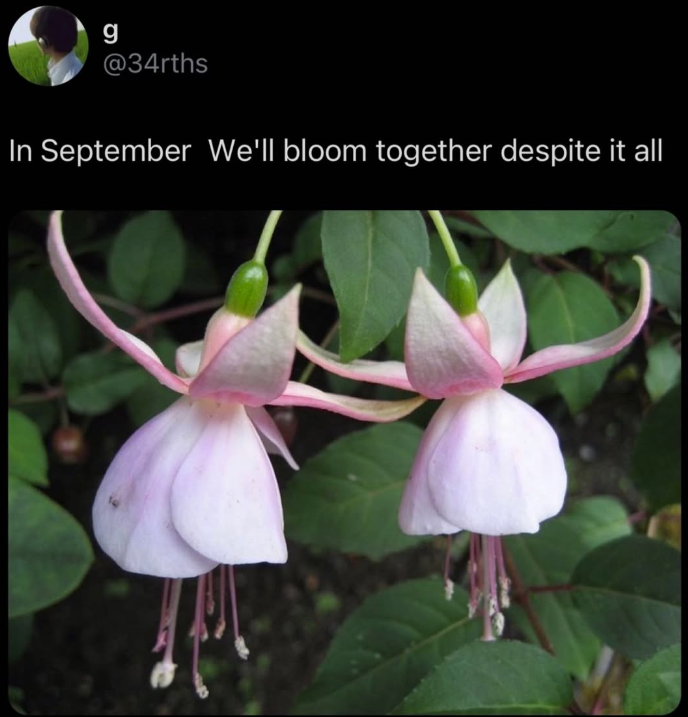 g @34rths In September We'll bloom together despite it all