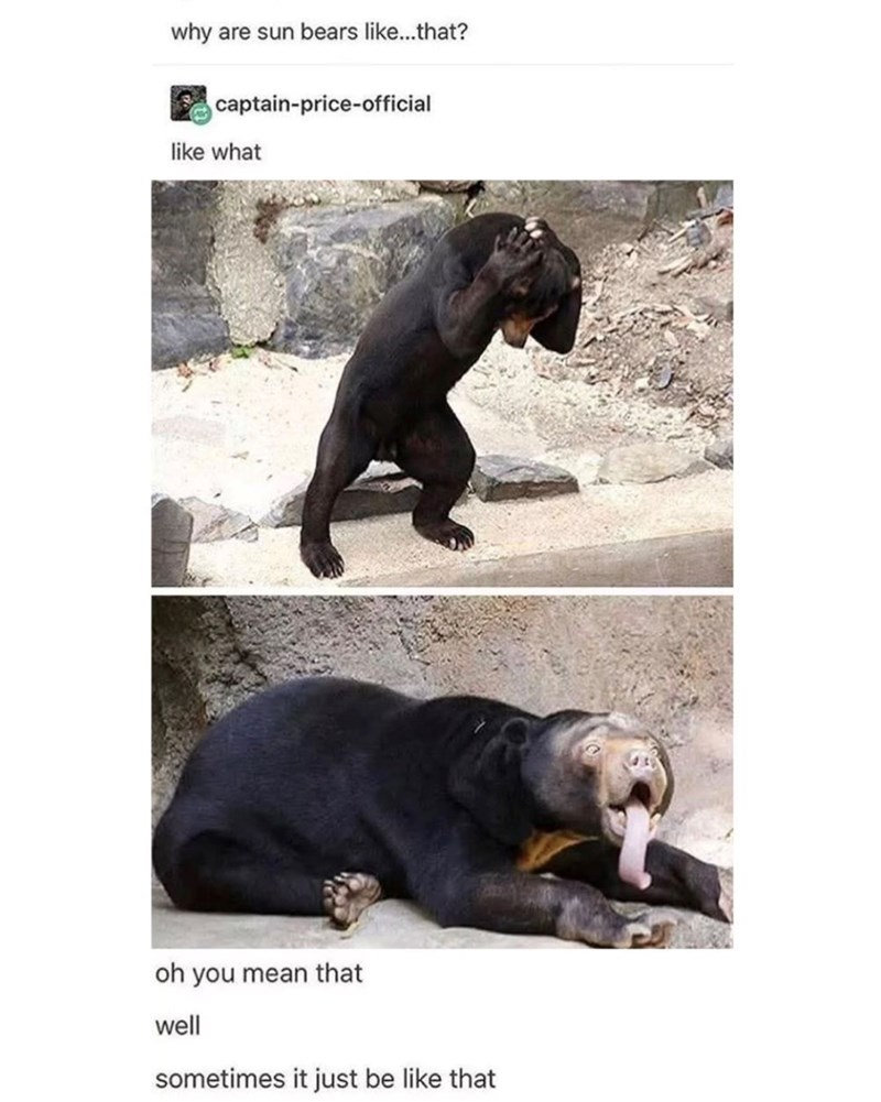 why are sun bears like...that? captain-price-official like what oh you mean that well sometimes it just be like that
