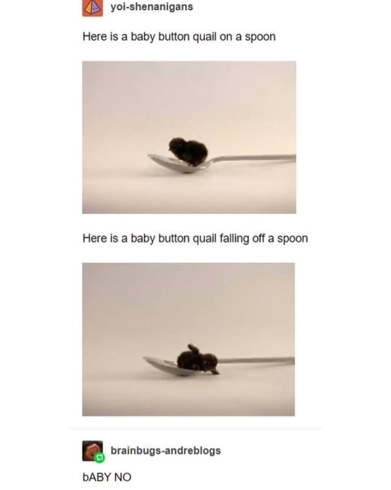 yoi-shenanigans Here is a baby button quail on a spoon Here is a baby button quail falling off a spoon brainbugs-andreblogs BABY NO