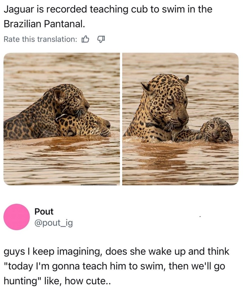 Jaguar is recorded teaching cub to swim in the Brazilian Pantanal. Rate this translation: Pout @pout_ig guys I keep imagining, does she wake up and think "today I'm gonna teach him to swim, then we'll go hunting" like, how cute..