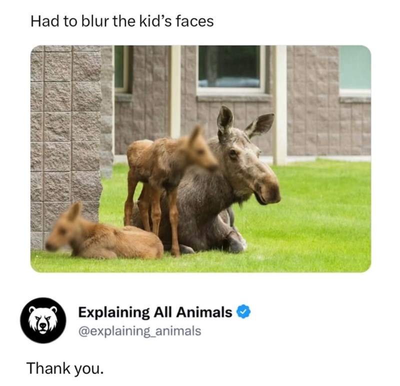 Had to blur the kid's faces Explaining All Animals ❤ @explaining_animals Thank you.