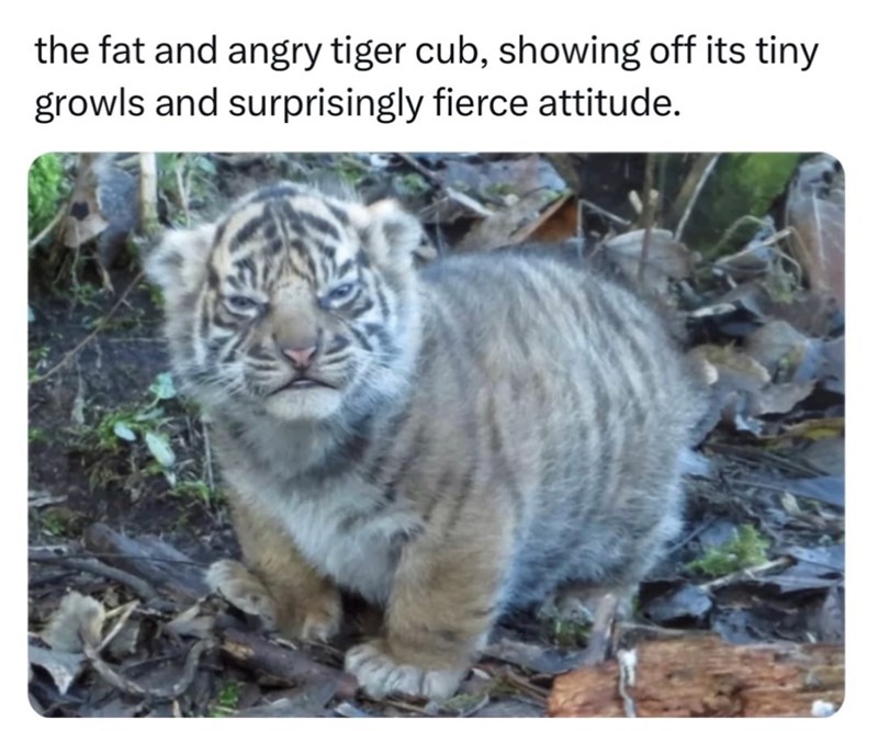 the fat and angry tiger cub, showing off its tiny growls and surprisingly fierce attitude.