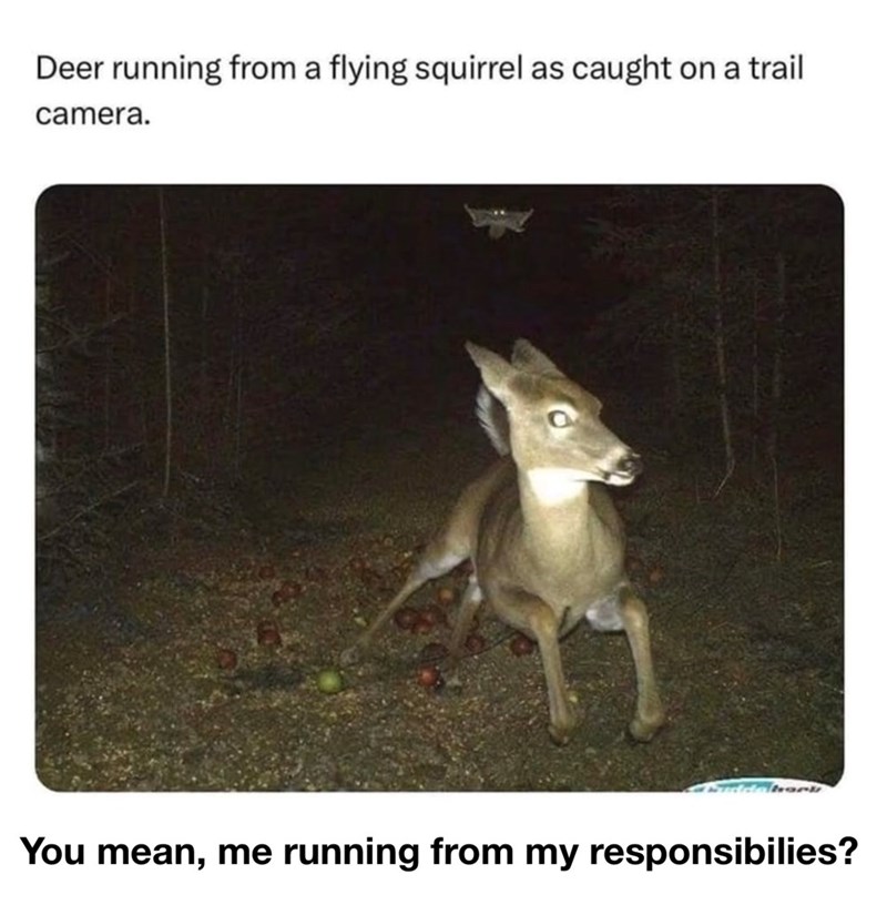 Deer running from a flying squirrel as caught on a trail camera. You mean, me running from my responsibilies?