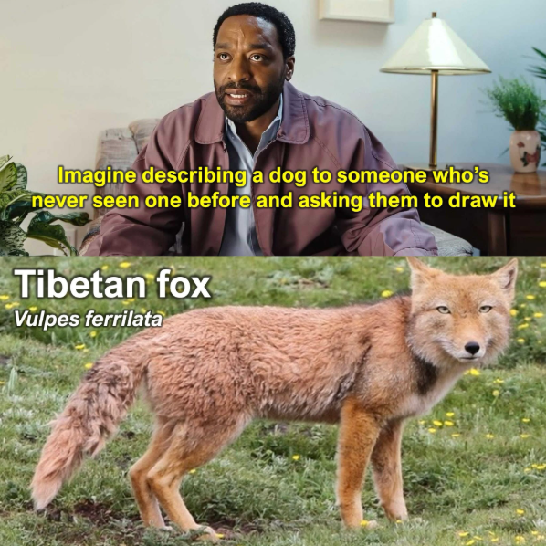 Imagine describing a dog to someone who's never seen one before and asking them to draw it Tibetan fox Vulpes ferrilata