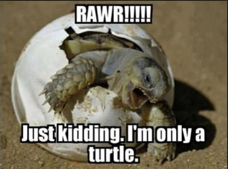 RAWR!!!!! Just kidding. I'm only a turtle.