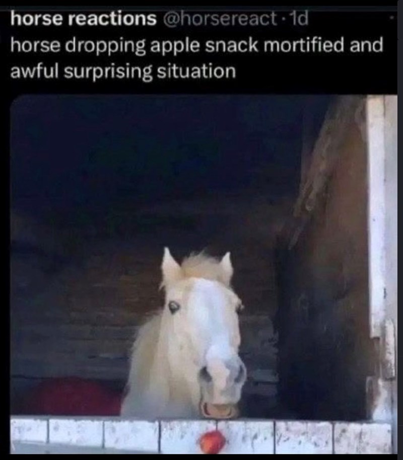 horse reactions @horsereact-1d horse dropping apple snack mortified and awful surprising situation