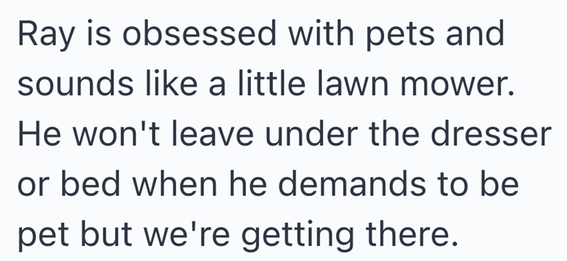 Ray is obsessed with pets and sounds like a little lawn mower. He won't leave under the dresser or bed when he demands to be pet but we're getting there.