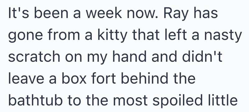 It's been a week now. Ray has gone from a kitty that left a nasty scratch on my hand and didn't leave a box fort behind the bathtub to the most spoiled little