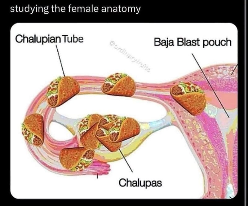 studying the female anatomy Chalupian Tube @ordinaryfrutts Baja Blast pouch Chalupas