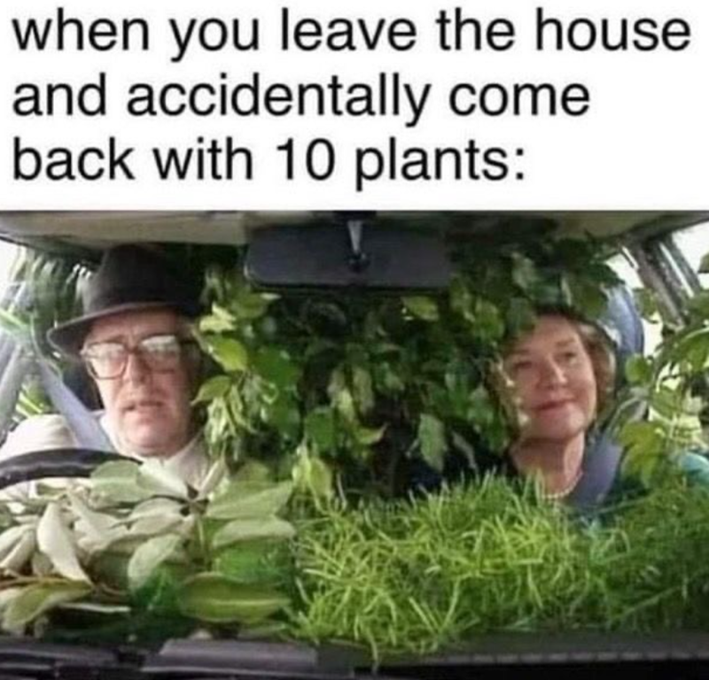 when you leave the house and accidentally come back with 10 plants: