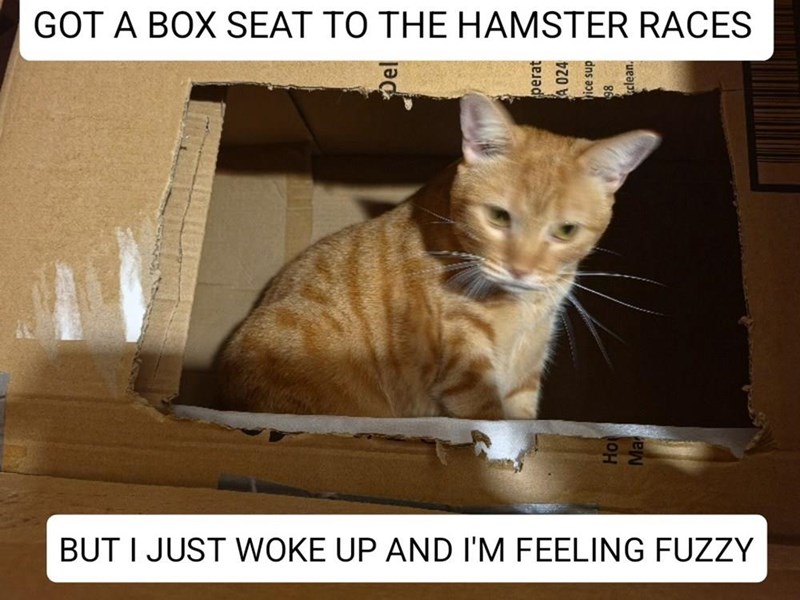 GOT A BOX SEAT TO THE HAMSTER RACES 92 perat A 024 rice sup BUT I JUST WOKE UP AND I'M FEELING FUZZY