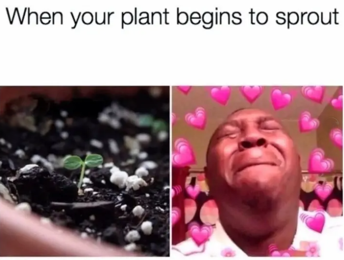 When your plant begins to sprout