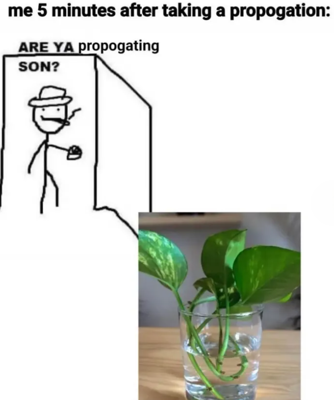 me 5 minutes after taking a propogation: ARE YA propogating SON?