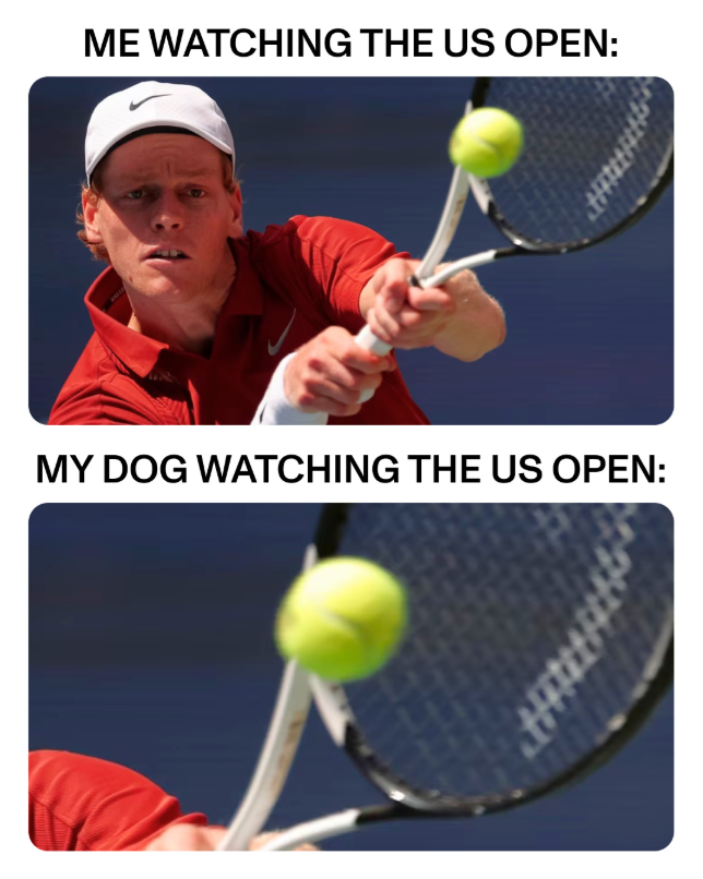 ME WATCHING THE US OPEN: MY DOG WATCHING THE US OPEN: