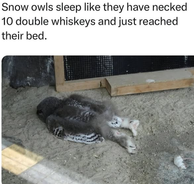 Snow owls sleep like they have necked 10 double whiskeys and just reached their bed.