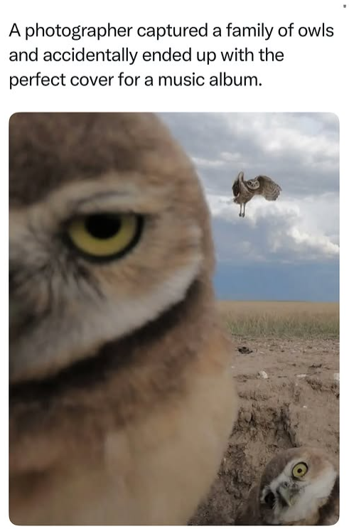A photographer captured a family of owls and accidentally ended up with the perfect cover for a music album.