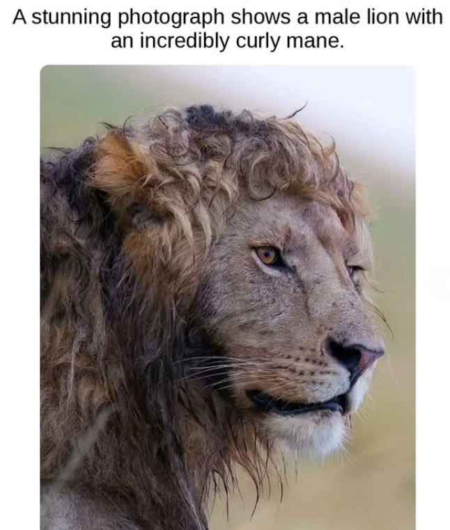 A stunning photograph shows a male lion with an incredibly curly mane.