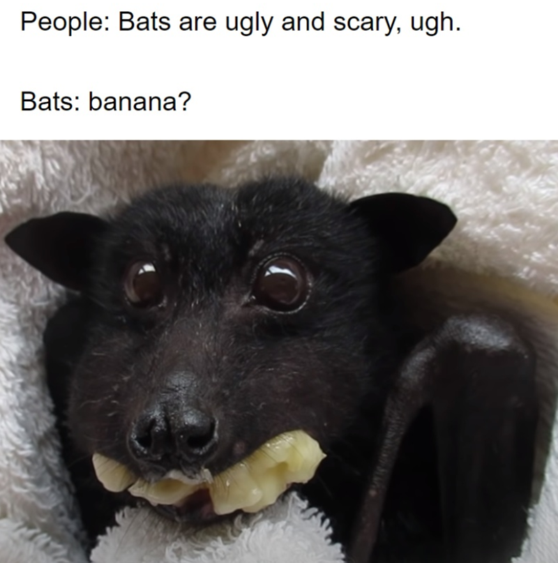 People: Bats are ugly and scary, ugh. Bats: banana?