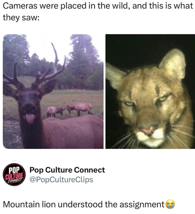 Cameras were placed in the wild, and this is what they saw: POP Pop Culture Connect @PopCultureClips CULTURE CONNECT Mountain lion understood the assignment