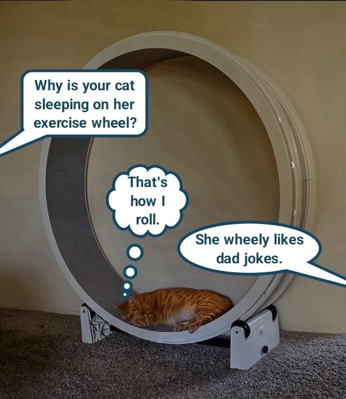 Why is your cat sleeping on her exercise wheel? That's how I roll. She wheely likes dad jokes.