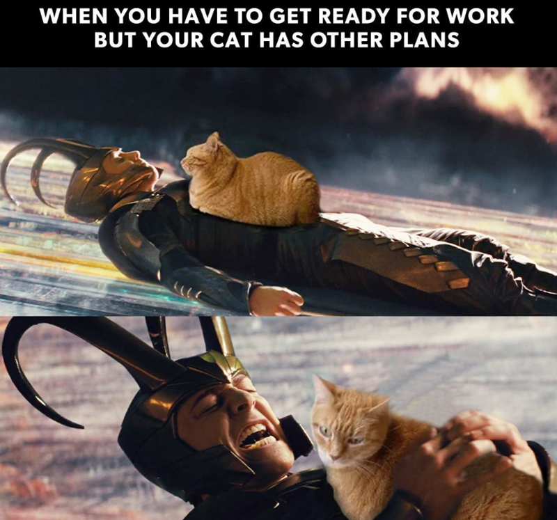 WHEN YOU HAVE TO GET READY FOR WORK BUT YOUR CAT HAS OTHER PLANS