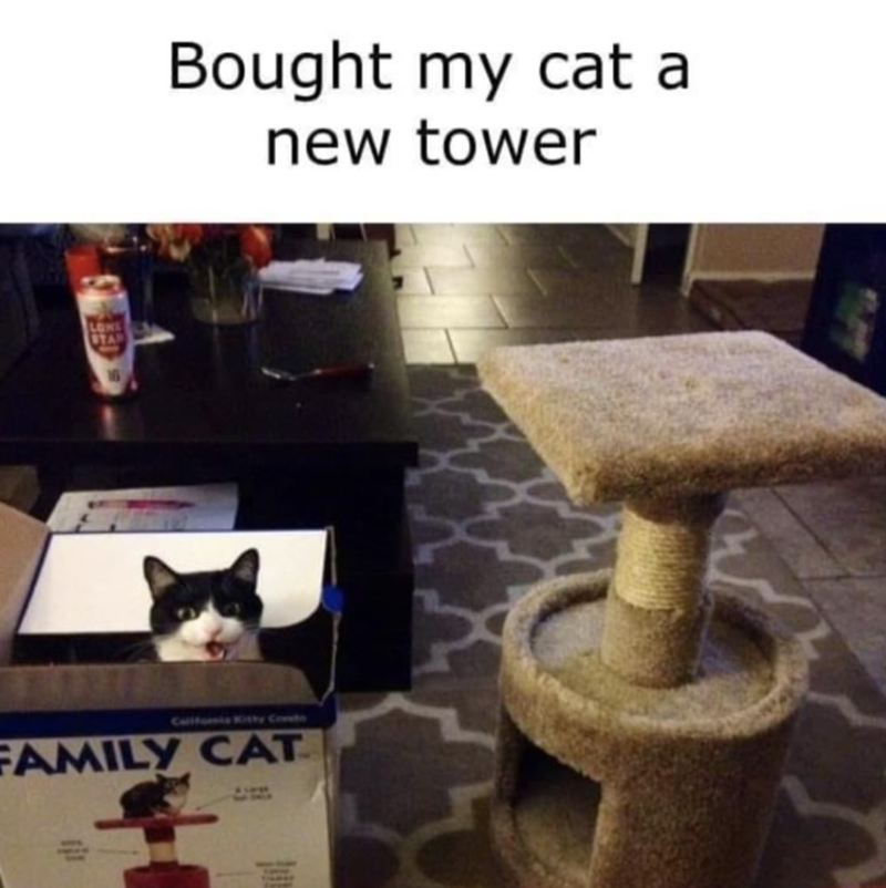 LONE STA 16 Bought my cat a new tower California Kitty Condo FAMILY CAT