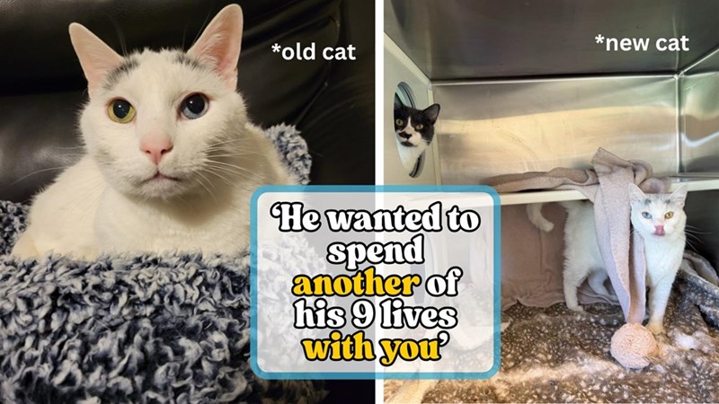 *new cat *old cat He wanted to spend another of his 9 lives with you