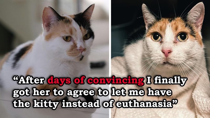 "After days of convincing I finally got her to agree to let me have the kitty instead of euthanasia"