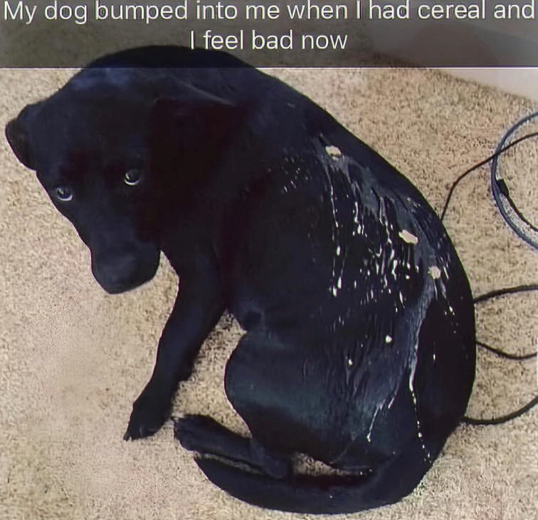 My dog bumped into me when I had cereal and I feel bad now