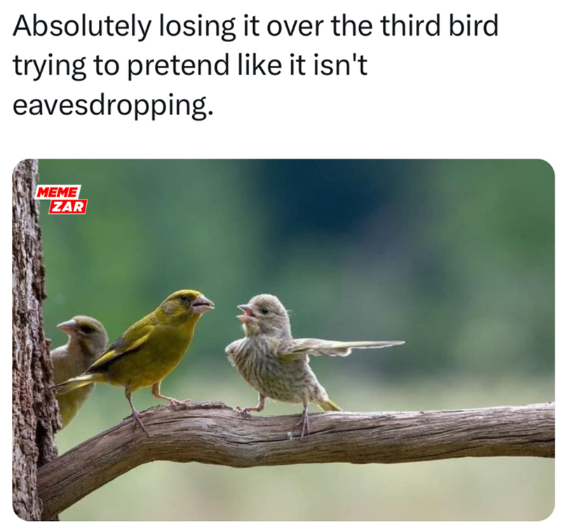 Absolutely losing it over the third bird trying to pretend like it isn't eavesdropping. MEME ZAR