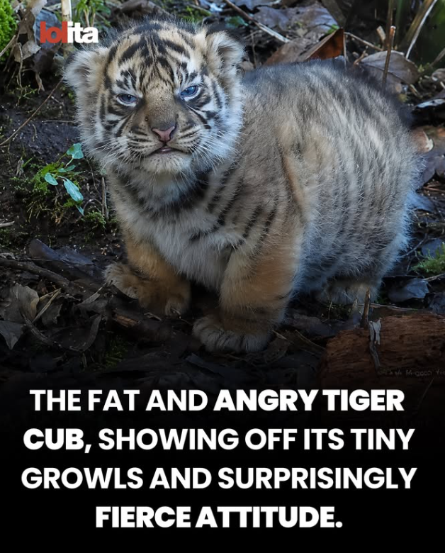 bita M-good fee THE FAT AND ANGRY TIGER CUB, SHOWING OFF ITS TINY GROWLS AND SURPRISINGLY FIERCE ATTITUDE.