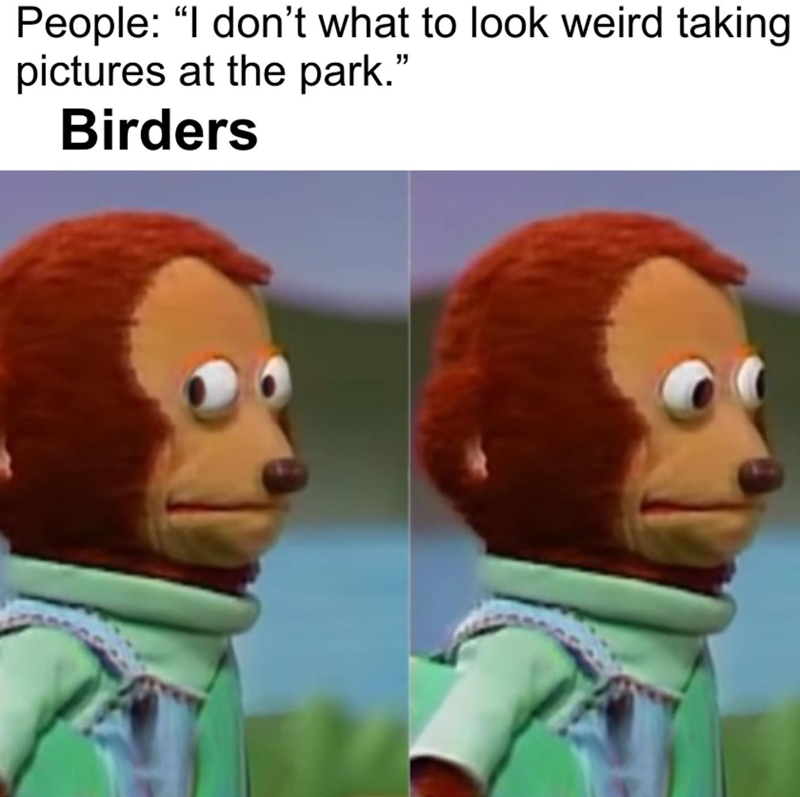 People: "I don't what to look weird taking pictures at the park." Birders