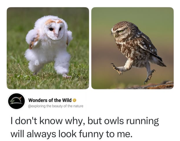 Wonders of the Wild ❤ @exploring the beauty of the nature I don't know why, but owls running will always look funny to me.