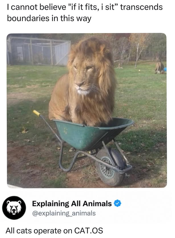 I cannot believe "if it fits, i sit❞ transcends boundaries in this way Explaining All Animals @explaining_animals All cats operate on CAT.OS