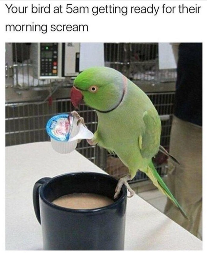 Your bird at 5am getting ready for their morning scream