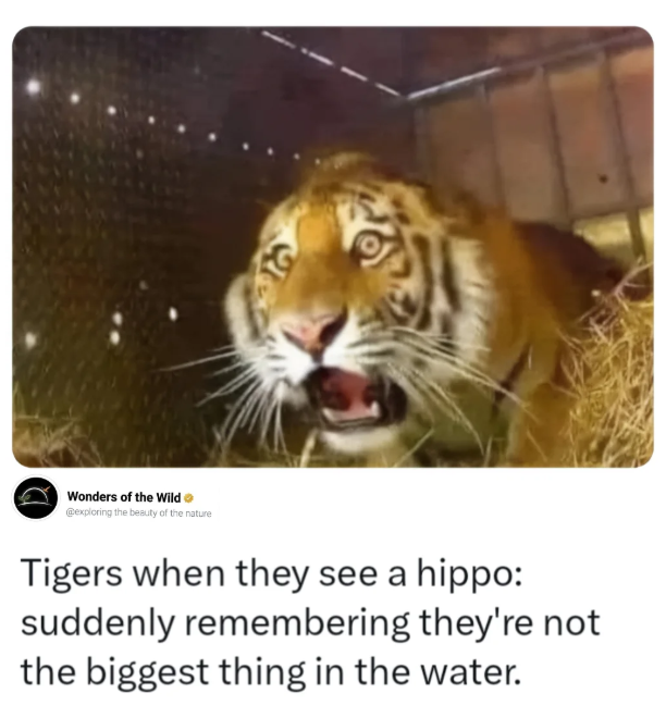 Wonders of the Wild @exploring the beauty of the nature Tigers when they see a hippo: suddenly remembering they're not the biggest thing in the water.