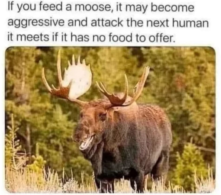 If you feed a moose, it may become aggressive and attack the next human it meets if it has no food to offer.