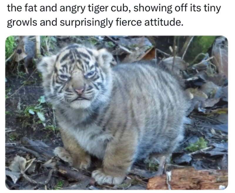 the fat and angry tiger cub, showing off its tiny growls and surprisingly fierce attitude.