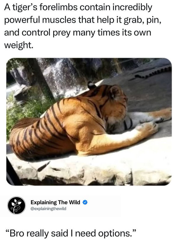 A tiger's forelimbs contain incredibly powerful muscles that help it grab, pin, and control prey many times its own weight. Explaining The Wild @explainingthewild "Bro really said I need options."