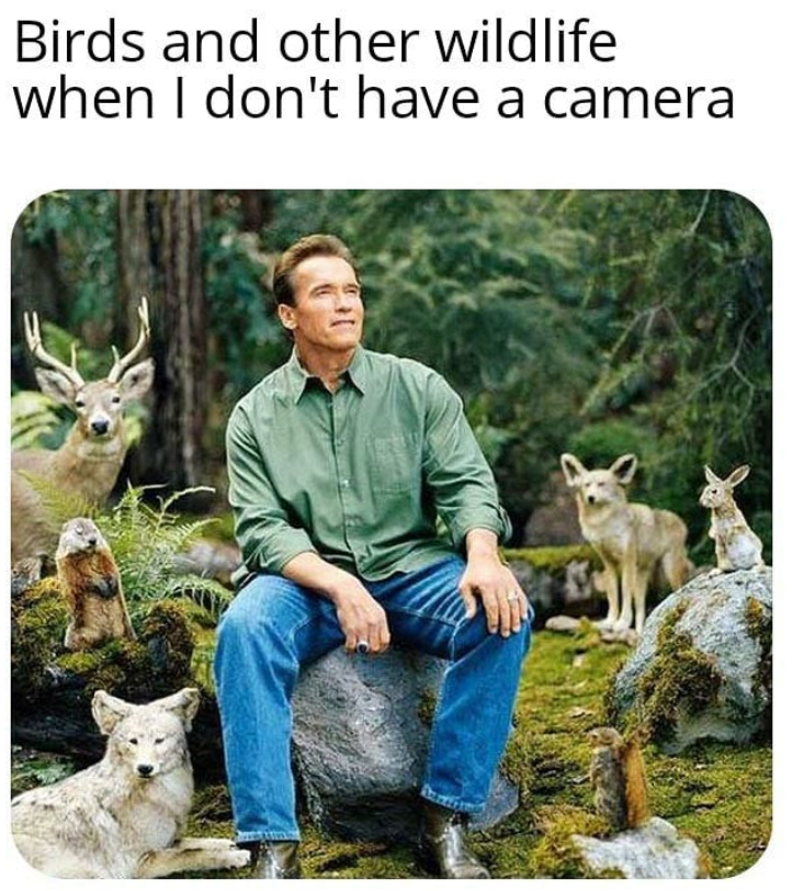 Birds and other wildlife when I don't have a camera