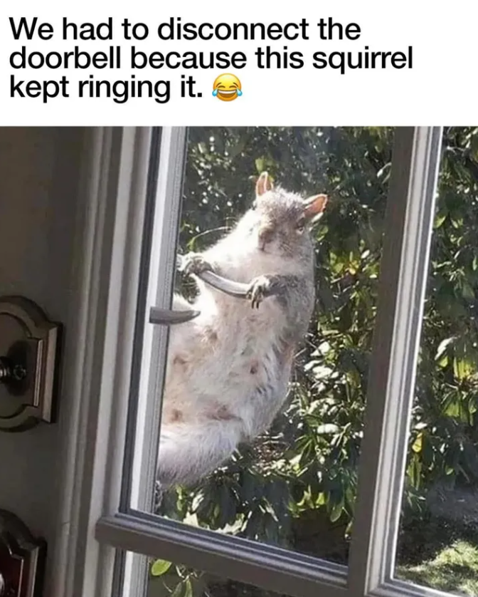 We had to disconnect the doorbell because this squirrel kept ringing it. ②