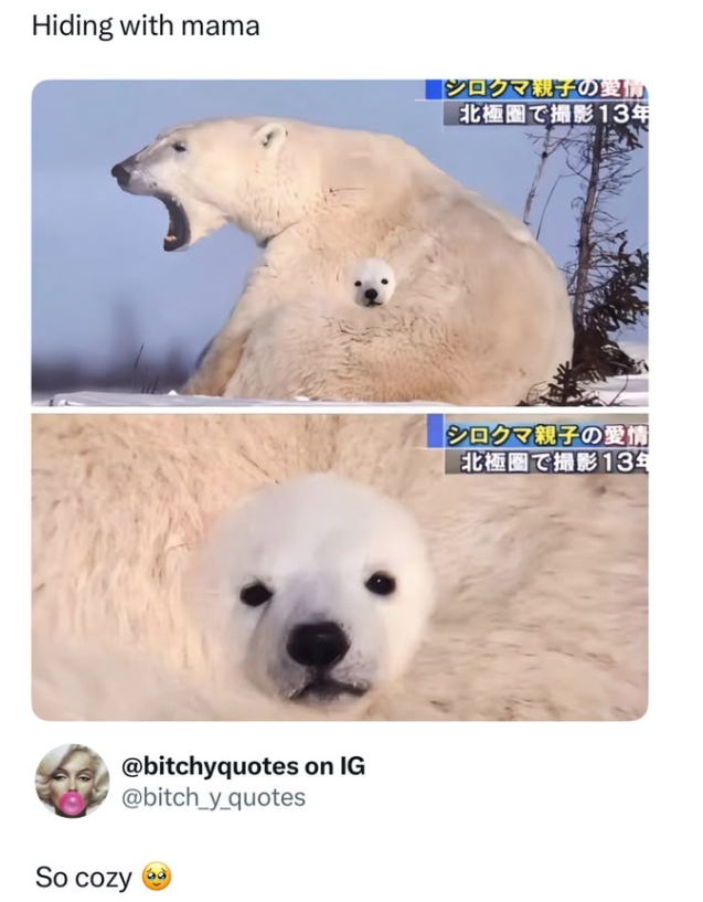 Hiding with mama @bitchyquotes on IG @bitch_y_quotes So cozy 「シロクマ親子の愛情 北極圏で撮影13年 シロクマ親子の愛情 北極圏で撮影13年
