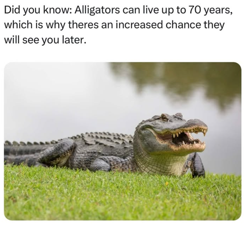 Did you know: Alligators can live up to 70 years, which is why theres an increased chance they will see you later.