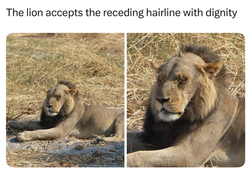 The lion accepts the receding hairline with dignity